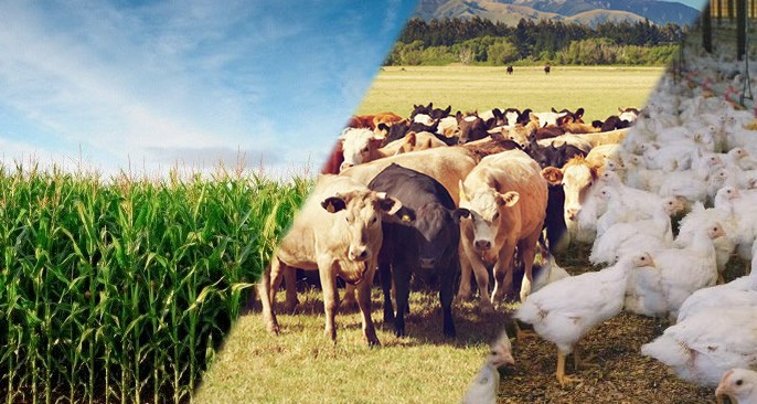 Agronegócio gaúcho movimenta 3,2 bilhões de dólares em exportações no primeiro trimestre