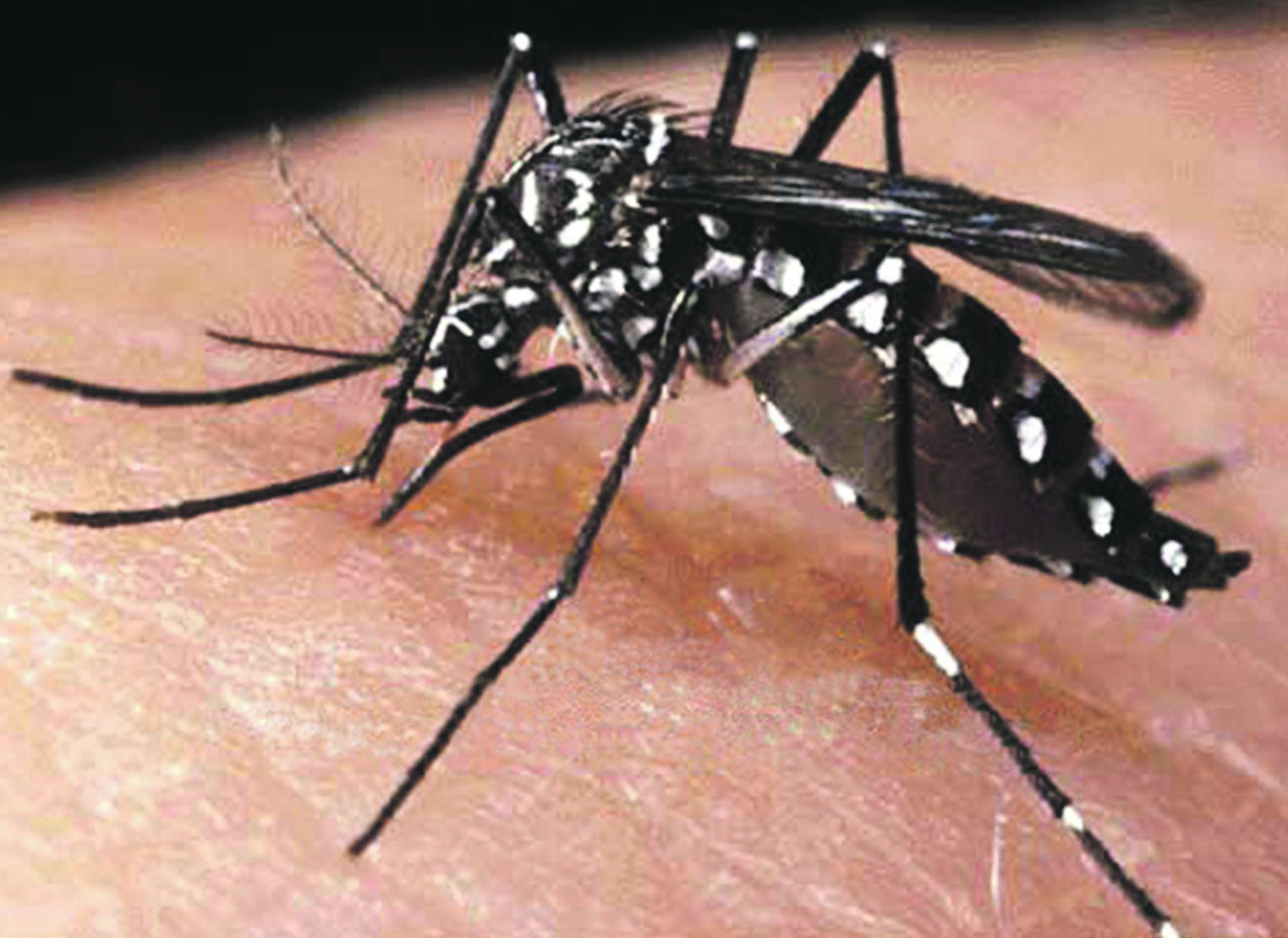 Cachoeira atinge nível 3 de alerta para dengue no RS