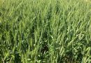Mesmo com retração no agronegócio, PIB gaúcho fica estável no primeiro trimestre