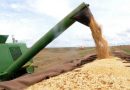 Produção de grãos pode chegar a 353,4 milhões de toneladas