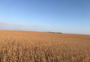 CMN passa a exigir fotos com localização comprovada em seguro rural