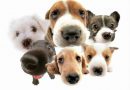 Governo  prorroga prazo de habilitação de municípios ao Fundo Estadual de Proteção e Bem-Estar de Animais Domésticos