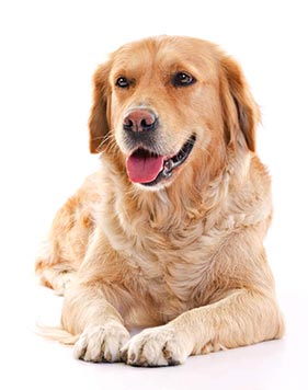 Estado lança cartilha de bem-estar animal voltada a gestores municipais e entidades da área