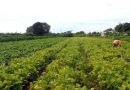 Plano Safra da Agricultura Familiar amplia crédito em 20% e aperfeiçoa distribuição de recursos
