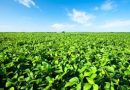 Exportações do agronegócio do Estado somaram US$ 3,8 bilhões no segundo trimestre de 2026