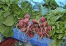 Nova entrega do Programa de Aquisição de Alimentos (PAA) Indígena na próxima quarta-feira