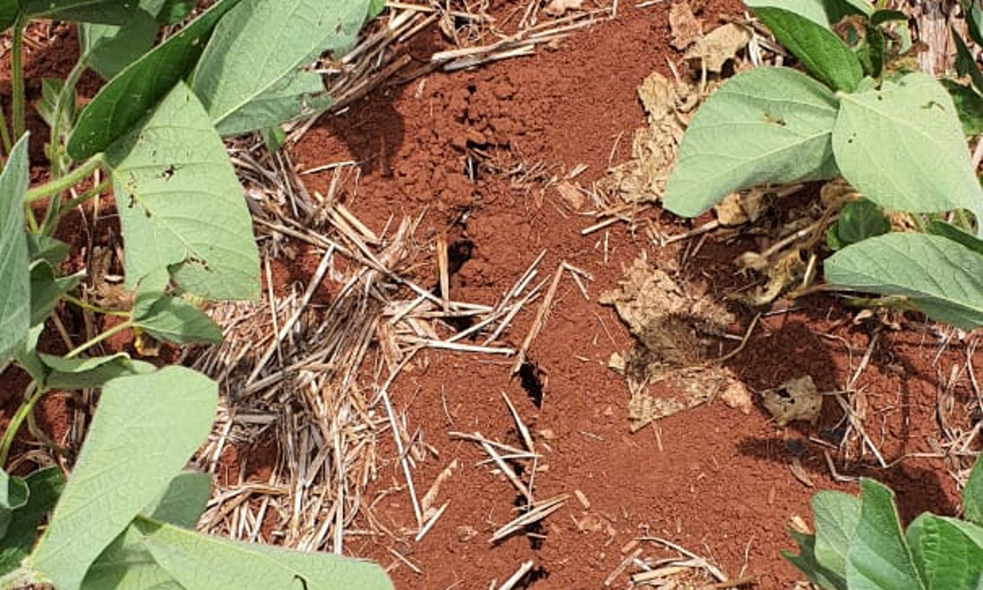 Emater estima perda de 11,3% na safra gaúcha de soja neste verão