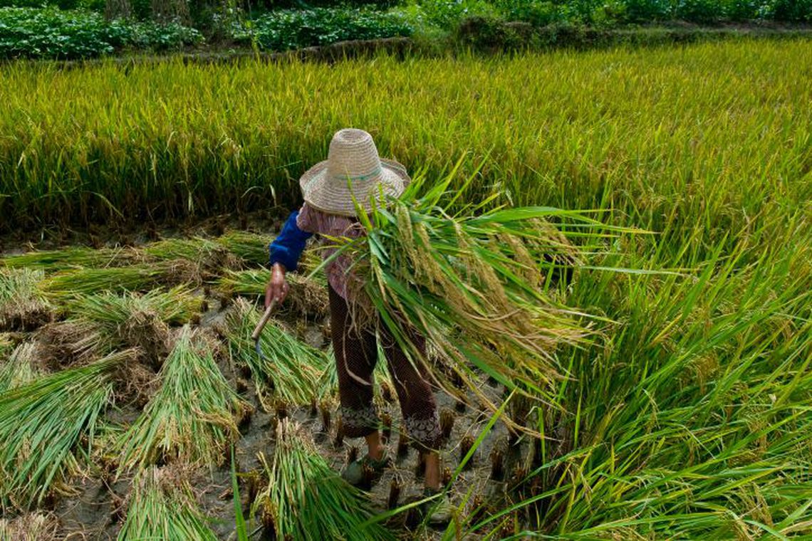 CantorAmado Batista e BYD são incluídos em lista de trabalho escravo do MTE