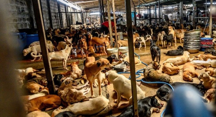 Fundo de Proteção e Bem-Estar de Animais Domésticos do RS terá cinco fontes de recursos