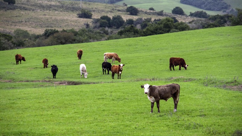 China reconhece o território brasileiro como livre de febre aftosa