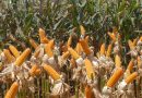 Programa Extraordinário de Recuperação das Lavouras de Milho e Sorgo está com inscrições abertas em Cachoeira