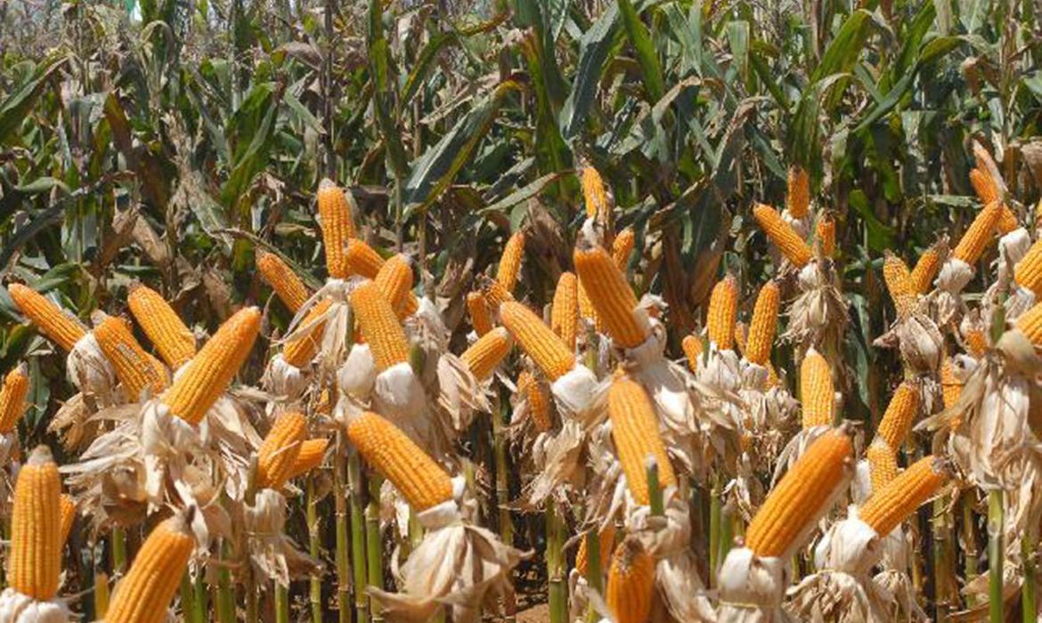 Programa Extraordinário de Recuperação das Lavouras de Milho e Sorgo está com inscrições abertas em Cachoeira
