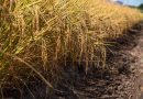 Colheita do arroz avança para fase final no RS