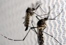 Cachoeira registra 8 novos casos de dengue nas últimas 48 horas