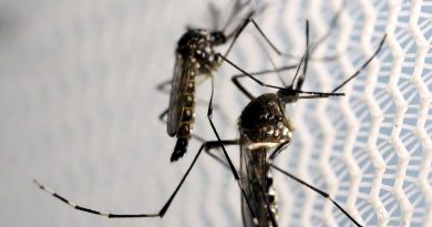 Dengue: Américas podem registrar pior surto da história, alerta Opas