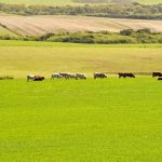 Prazo para Declaração Anual de Rebanho começa nesta quarta no Rio Grande do Sul