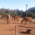 ​CEMPRA intensifica fiscalização e apreende equinos por descuido de guarda e maus-tratos