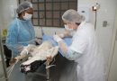 Cachoeira conquista R$ 100 mil para castrações de cães e gatos