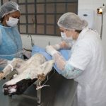 Cachoeira conquista R$ 100 mil para castrações de cães e gatos