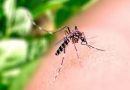 Dengue: pico da doença deve ocorrer até o final de abril no RS