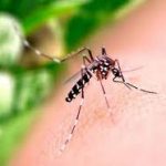 Casos de dengue no Brasil caem 75% em 2026