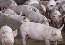 Exportações de carne suína chegam a 1,2 milhão de toneladas até setembro Exportações de carne suína chegam a 1,2 milhão de toneladas até setembro