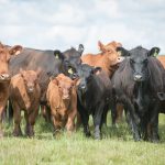 Produtores rurais registram 29,86% dos animais criados no RS na Declaração Anual de Rebanho