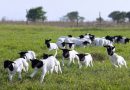 DNA passa a ser requisito para ovinos na Expointer 2026