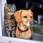 Lei define guarda compartilhada de pets