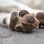 Justiça Gaúcha mantém condenação de motorista por atropelamento intencional de cão