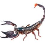 Saúde orienta sobre aparecimento de escorpiões na zona urbana de Cachoeira