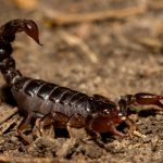 Saúde orienta sobre aparecimento de escorpiões na zona urbana de Cachoeira