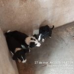 Seis cães são resgatados de contêiner de resíduos e recebem atendimento do CEMPRA