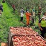 Rio Grande do Sul inicia 2026 entre os três Estados do País,  com maior saldo de empregos formais