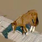 Lei cria Política de Acolhimento para animais resgatados em desastres