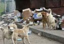 Fundo de Proteção e Bem-Estar de Animais Domésticos do RS vai financiar ações em todo o Estado