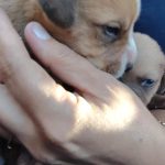 ​Fiscalização da Secretaria de Meio Ambiente resulta na primeira prisão por maus-tratos a animais em Cachoeira