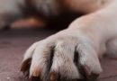 Justiça condena tutor de cães após ataque que matou animal de estimação de vizinha