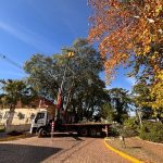 Corte de tipuanas é realizado  em frente ao Paço Municipal