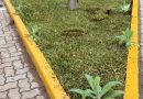 Empresa prepara canteiro na Rua Coberta e contribui para embelezamento da nova Estação de Eventos