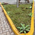 Empresa prepara canteiro na Rua Coberta e contribui para embelezamento da nova Estação de Eventos