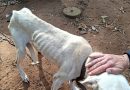 Após fiscalização da Prefeitura, Polícia Civil prende homem em flagrante por maus-tratos a animais no interior de Cachoeira