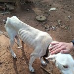 Após fiscalização da Prefeitura, Polícia Civil prende homem em flagrante por maus-tratos a animais no interior de Cachoeira