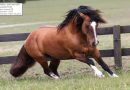 Exposições Morfológicas do Cavalo Crioulo movimentam a  Fenarroz