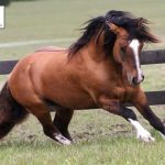 Exposições Morfológicas do Cavalo Crioulo movimentam a  Fenarroz