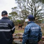 Ministério Público desarticula esquema de Gado Papel” que movimentou R$ 100 milhões