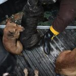 Meio Ambiente  já recolheu cães,  gatos e cavalo em áreas atingidas pela cheia