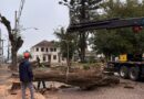 Troncos de tipuanas da rua 15 de novembro,  ganham nova vida em escolas municipais