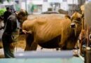 Expointer 2026 tem 5.756 animais de argola inscritos