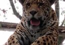 Parque Zoobotânico abrirá no feriado de Nossa Senhora Aparecida e Dia das Crianças